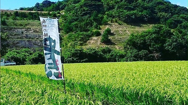 山田锦酒造米——贵特别纯米清酒